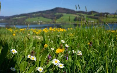 Regen in der Bio-Heu-Region – Gedicht