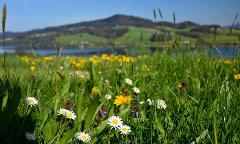 Regen in der Bio-Heu-Region – Gedicht