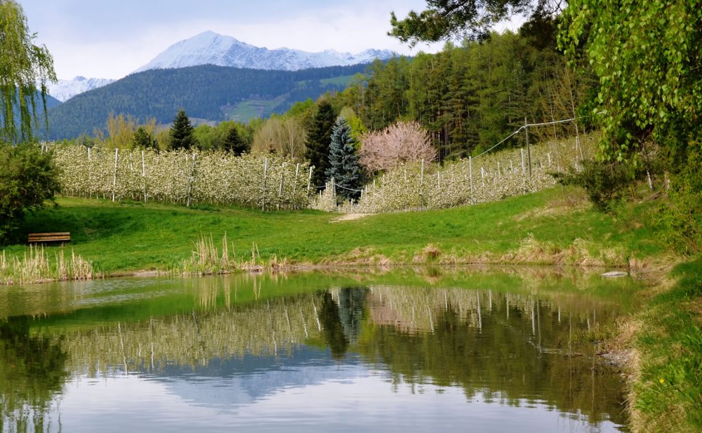 Apfelblüte Südtirol 1