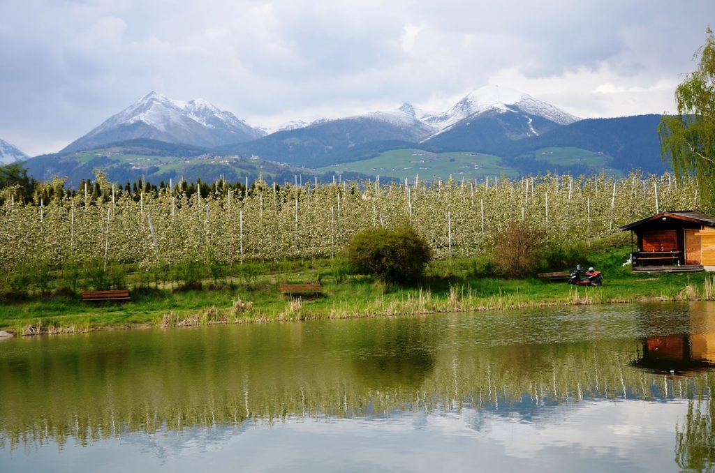 Apfelblüte Südtirol 11