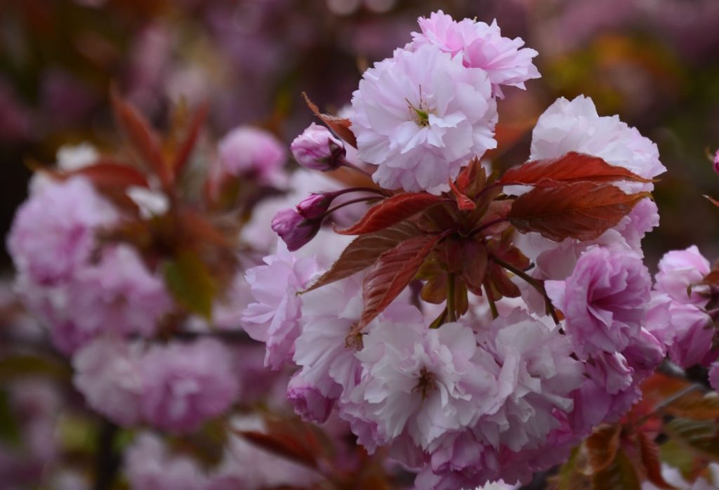 Apfelblüte Südtirol 23