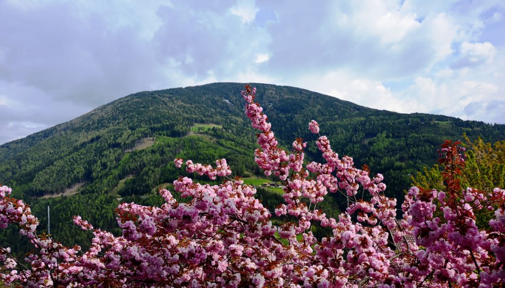 Apfelblüte Südtirol 25