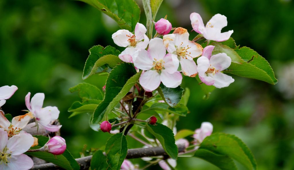 Apfelblüte Südtirol 35