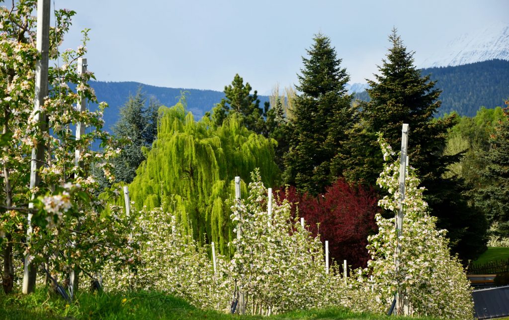 Apfelblüte Südtirol 6