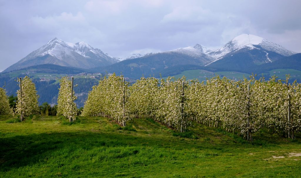 Apfelblüte Südtirol 61
