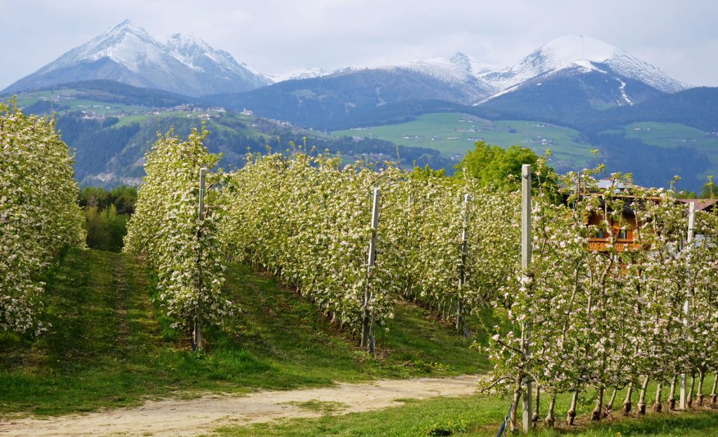 Apfelblüte Südtirol 66