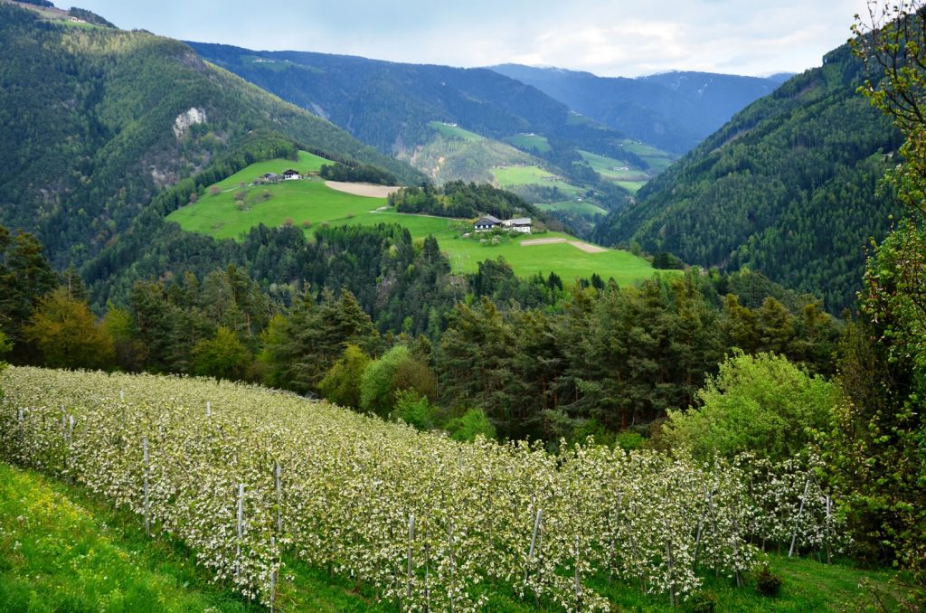 Apfelblüte Südtirol 7