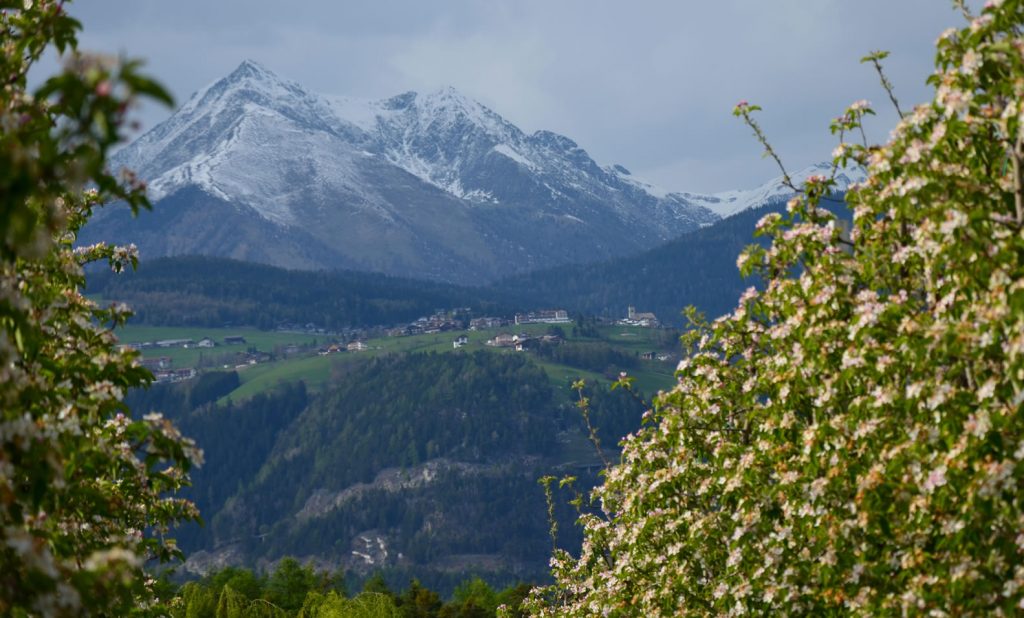 Apfelblüte Südtirol 72