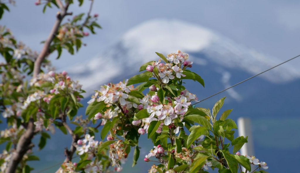 Apfelblüte Südtirol 74