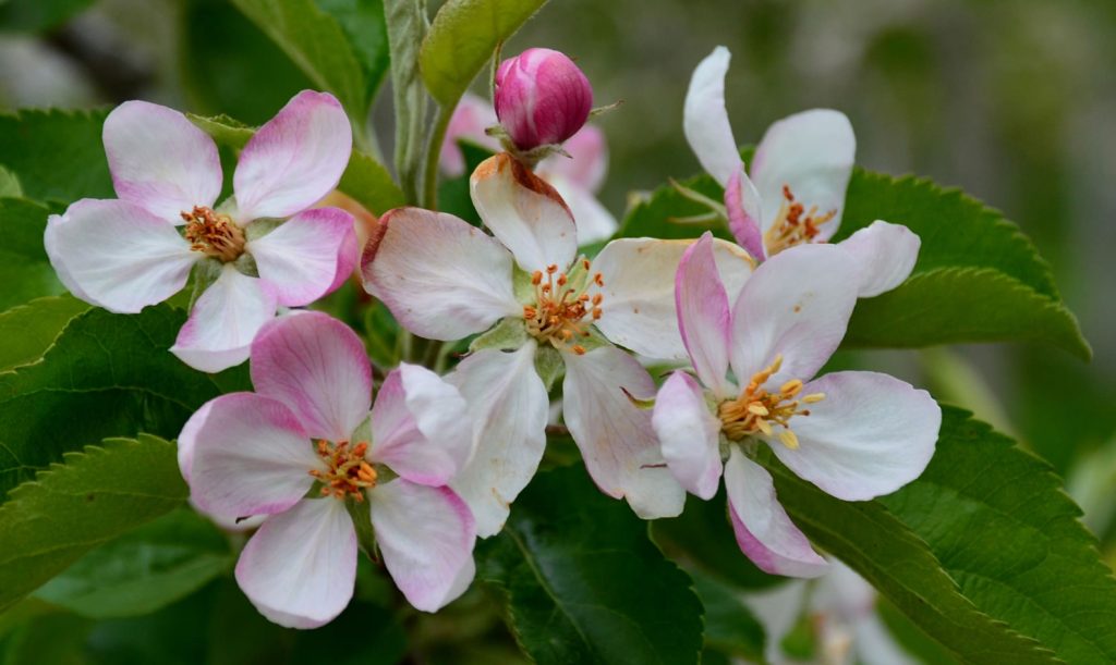 Apfelblüte Südtirol 81