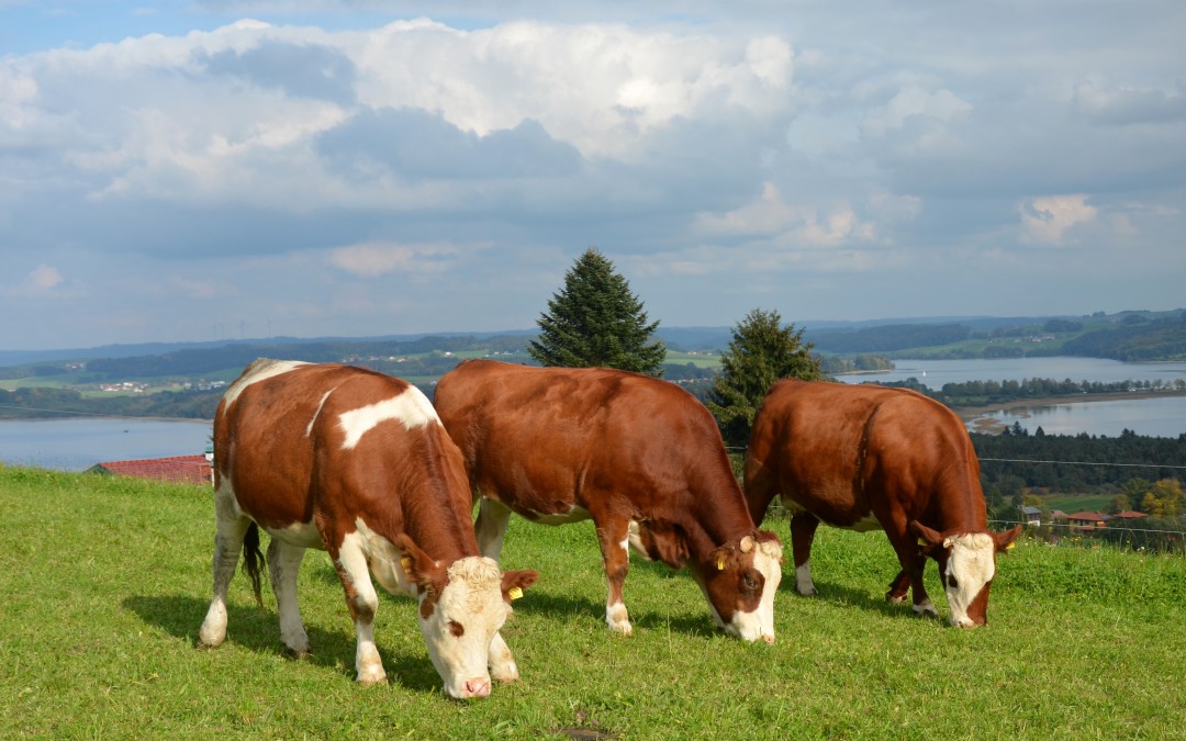 Bio Städte Netzwerk und die Bio-Heu-Region