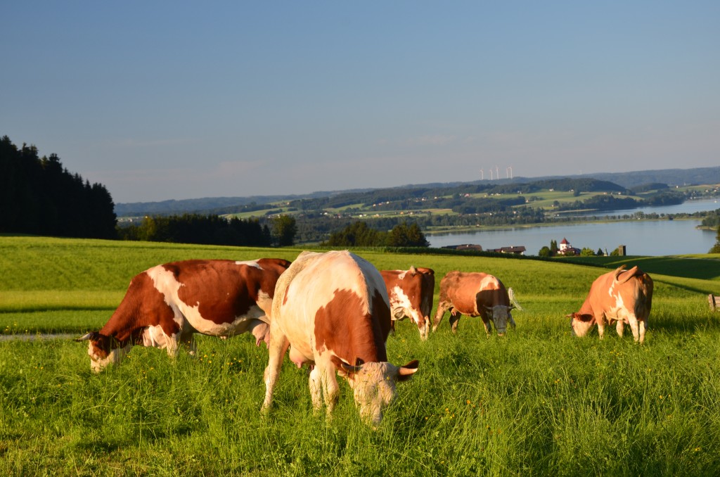 Bio-Heu-Region, Milchkühe